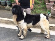 Превью фото № 218653