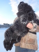 Превью фото № 218661