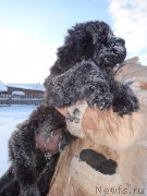 Превью фото № 218665