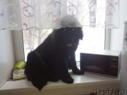 Превью фото № 218672