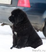 Превью фото № 218755