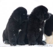 Превью фото № 218762