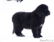 Превью фото № 218765