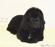 Превью фото № 218769