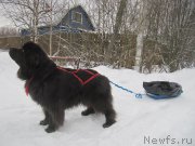 Превью фото № 218823