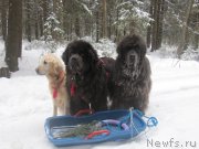 Превью фото № 218831