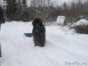 Превью фото № 218832