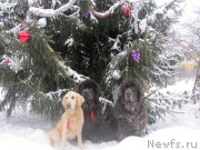 Превью фото № 218833