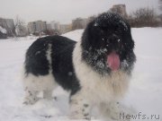 Превью фото № 218846