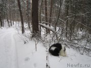 Превью фото № 218872