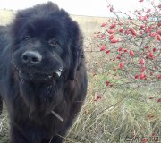 Превью фото № 218889