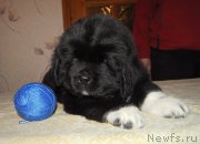 Превью фото № 218910