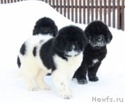 Превью фото № 218916