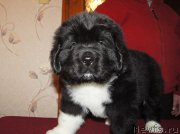 Превью фото № 218921