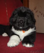 Превью фото № 218922