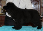 Превью фото № 218930