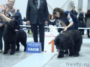 Превью фото № 218947