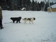 Превью фото № 218953