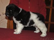 Превью фото № 218966