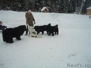 Превью фото № 218975