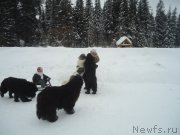 Превью фото № 218977