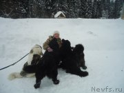 Превью фото № 218981