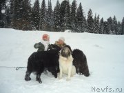 Превью фото № 218982