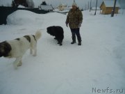 Превью фото № 218985