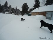 Превью фото № 218995