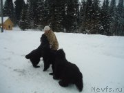 Превью фото № 219003