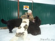 Превью фото № 219007