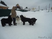 Превью фото № 219016