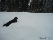 Превью фото № 219018