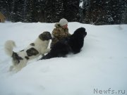 Превью фото № 219019