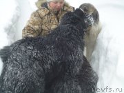 Превью фото № 219026