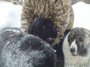 Превью фото № 219027