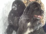 Превью фото № 219028