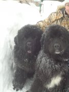 Превью фото № 219029