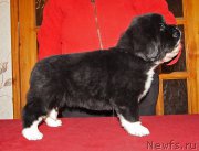 Превью фото № 219031