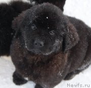 Превью фото № 219054