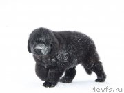 Превью фото № 219056