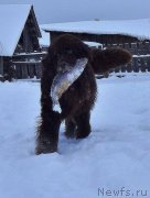 Превью фото № 219059