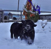 Превью фото № 219063