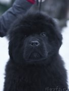 Превью фото № 219075