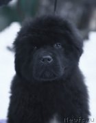 Превью фото № 219077