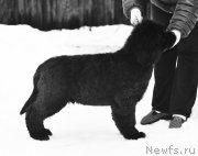 Превью фото № 219078