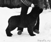 Превью фото № 219079