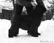 Превью фото № 219085