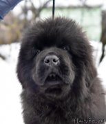 Превью фото № 219089