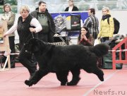 Превью фото № 219110